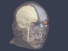 Brain model Brain model